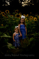 sunflower-9600