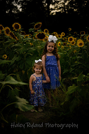 sunflower-9600