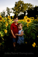 sunflower-9862