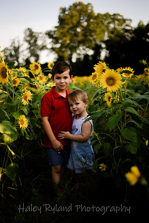 sunflower-9862