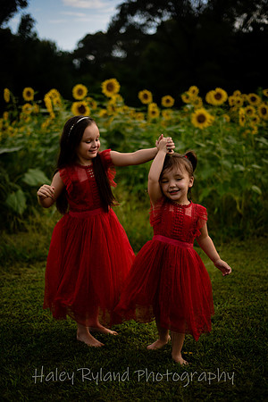 lsunflower-9046