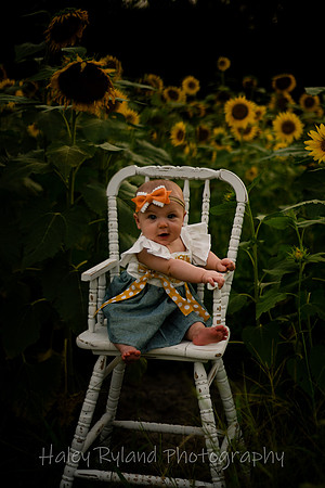 sunflower-9535