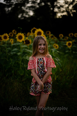 sunflower-9700