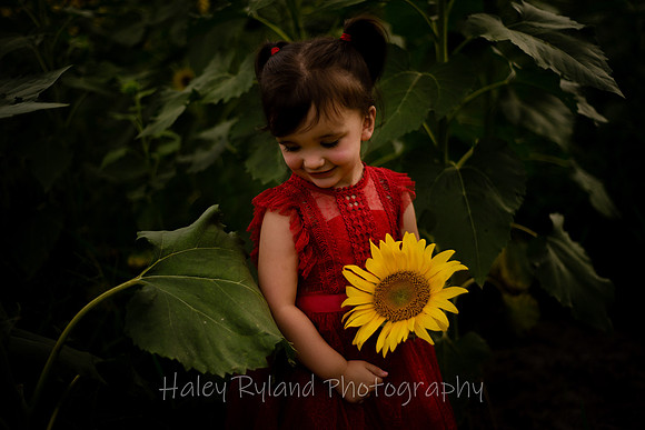 lsunflower-9135